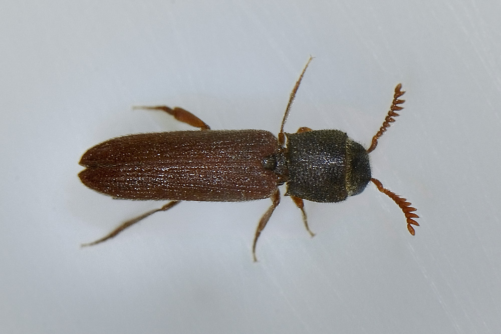 Melasis buprestoides (Eucnemidae)